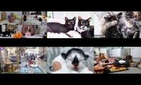Kittens and Cats Livestreams Galore