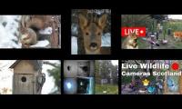 Amazinganimalslivestream