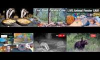 Amazinganimalslivestream