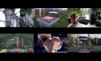 Amazinganimalslivestream