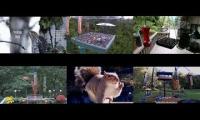 Amazinganimalslivestream
