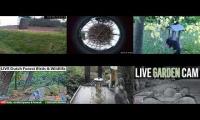 Amazinganimalslivestream