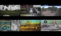 Amazinganimalslivestream