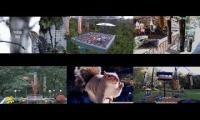 Amazinganimalslivestream