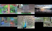 Amazinganimalslivestream