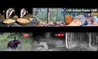 Amazinganimalslivestream