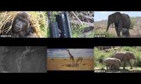 Thumbnail of Amazinganimalslivestream