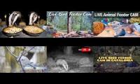 Amazinganimalslivestream