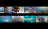 Amazinganimalslivestream