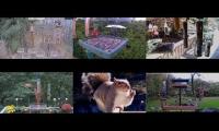 Thumbnail of Amazinganimalslivestream