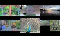 Amazinganimalslivestream