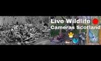 Amazinganimalslivestream