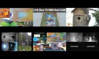 Amazingearthanimalslivestream