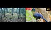 Amazingearthanimalslivestream