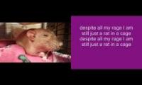 Thumbnail of despite all his rage, he is still just a rat in his cage