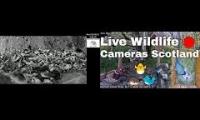 Thumbnail of Amazingearthanimalslivestream