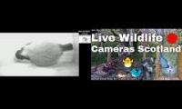Amazingearthanimalslivestream