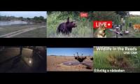 Thumbnail of Amazingearthanimalslivestream