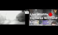 Thumbnail of Amazingearthanimalslivestream