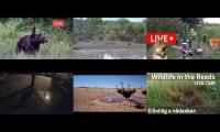 Thumbnail of Amazingearthanimalslivestream