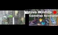 Amazingearthanimalslivestream
