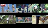 Thumbnail of Amazingearthanimalslivestream