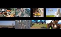 Amazingearthanimalslivestream