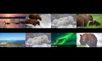 Brooks Falls Bears  Live Streams