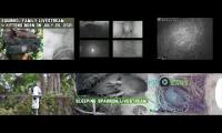 Thumbnail of Amazingearthanimalslivestream