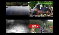 Thumbnail of Amazingearthanimalslivestream
