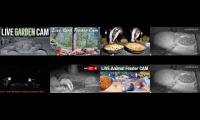 Thumbnail of Amazingearthanimalslivestream