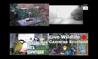 Amazingearthanimalslivestream