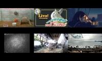 Thumbnail of Amazingearthanimalslivestream