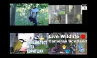 Amazingearthanimalslivestream