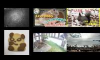 Thumbnail of Amazingearthanimalslivestream