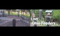Amazingearthanimalslivestream