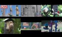 Thumbnail of Amazingearthanimalslivestream