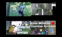Amazingearthanimalslivestream