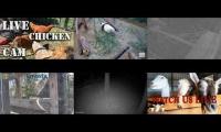 Amazingearthanimalslivestream