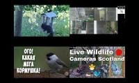Amazingearthanimalslivestream