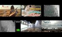 Amazingearthanimalslivestream