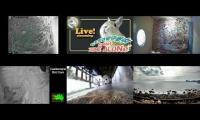 Amazingearthanimalslivestream