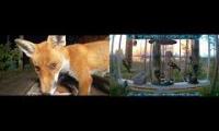 Thumbnail of Amazingearthanimalslivestream