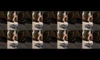 Thumbnail of Monkey comady videos