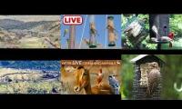 Thumbnail of Amazingearthanimalslivestream