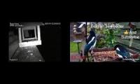 Thumbnail of Amazingearthanimalslivestream