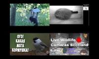 Amazingearthanimalslivestream