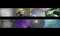 Amazingearthanimalslivestream
