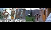 Thumbnail of Amazingearthanimalslivestream