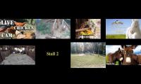 Thumbnail of Amazingearthanimalslivestream